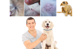 Collare Naturale per Cani Anti-pulci e Zecche Proprietario felice e cane con collare antipulci, che mostra l'efficacia contro irritazioni e infestazioni.