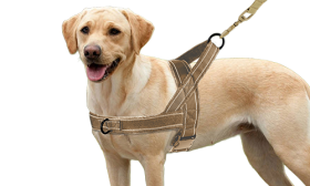 Pettorina per Cani Riflettente e Imbottita Anti-tiro Imbracatura per cane riflettente marrone con imbottitura morbida e design no-pull, visibilità migliorata, calda e morbida.