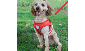 Set di Pettorina e Guinzaglio per Cani in Nylon Riflettente Gilet per cane riflettente rosso con guinzaglio abbinato, leggero, tessuto traspirante per comfort e vestibilità sicura.