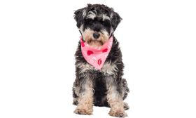 Bandana per Cani Con Love Stampati Bandana rosa per cane con testo 'LOVE', cuori rossi e baci, perfetta per San Valentino, leggera e traspirante.