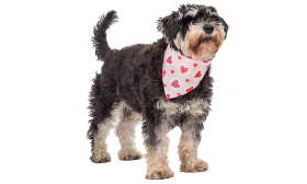 Bandana per Cani con Cuori Stampati Bandana per cane con cuore stampato, design a quadretti rosa e bianchi con motivi a cuori rossi, lavabile a mano.