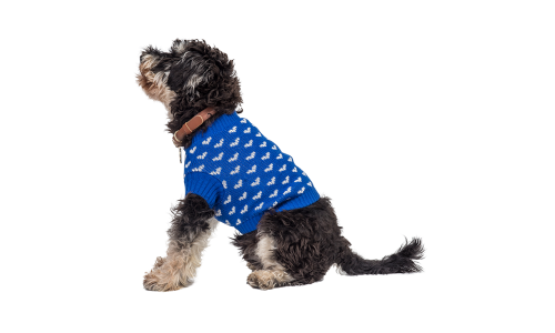 Cane con maglione blu con motivi a cuore bianchi, perfetto per calore e stile durante le stagioni più fredde.