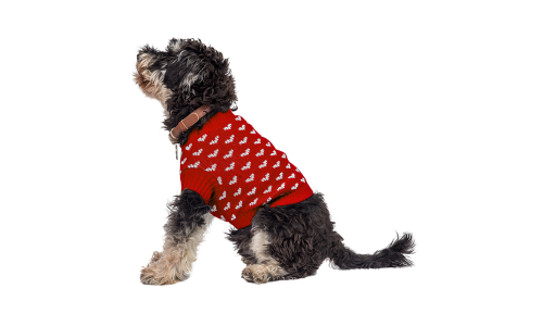 Cane con maglione rosso con motivi a cuore bianchi, perfetto per calore e stile durante le stagioni più fredde.