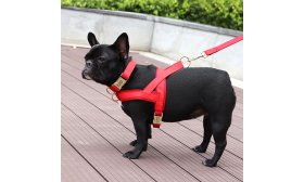 Set Pettorina con Collare e Guinzaglio Kit per imbracatura per cane rosso con collare e guinzaglio abbinati, leggero, resistente, look stiloso.