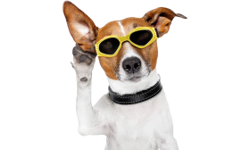 Occhiali da sole per cane gialli con protezione UV, lenti scure per protezione occhi e look elegante. Regolabili e comodi.