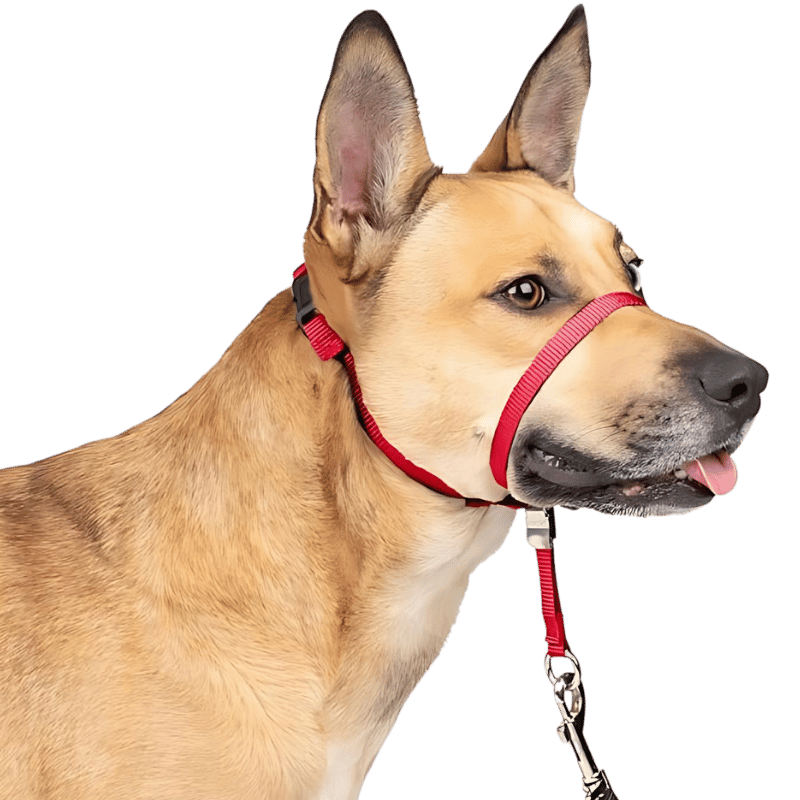 Collare per Testa di Cane Senza Tiraggio con Passante per il Naso Imbottito Collare per testa no-pull rosso con fascia nera regolabile e loop imbottito, taglia small, previene il tiro.