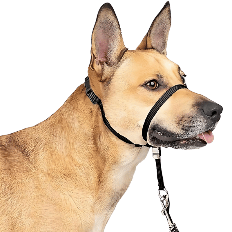 Collare per Testa di Cane Senza Tiraggio con Passante per il Naso Imbottito Collare per testa no-pull nero con fascia nera regolabile e loop imbottito, taglia small, previene il tiro.