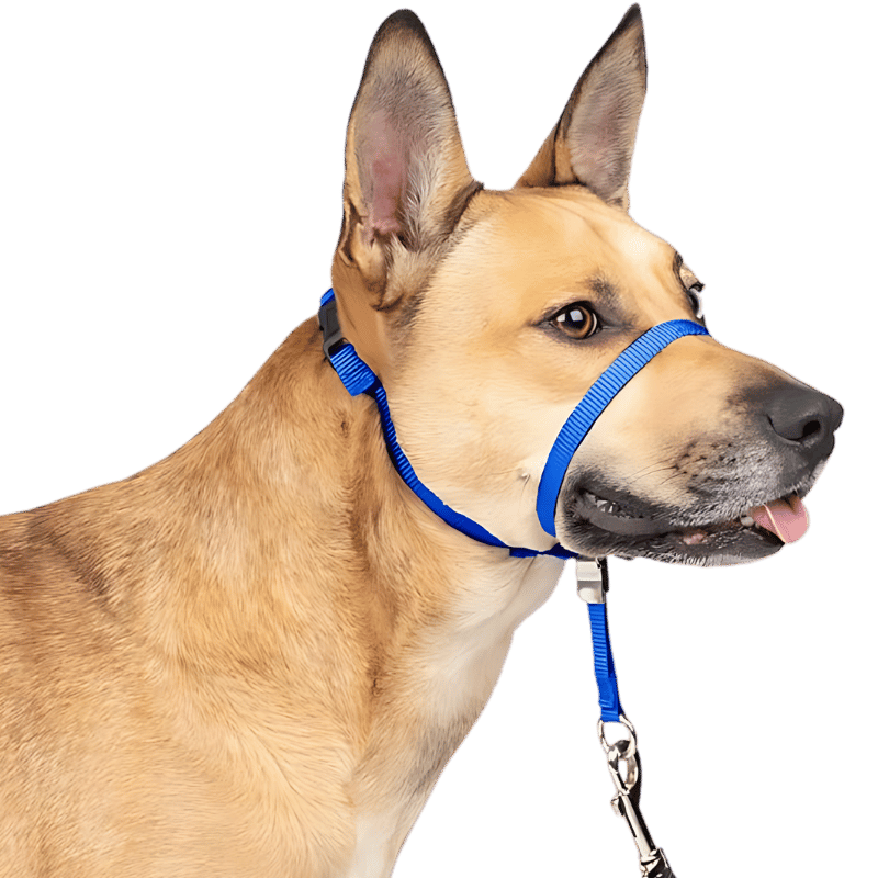 Collare per Testa di Cane Senza Tiraggio con Passante per il Naso Imbottito Collare per testa no-pull blu con fascia nera regolabile e loop imbottito, taglia small, previene il tiro.