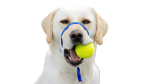 Collare per Testa di Cane Senza Tiraggio con Passante per il Naso Imbottito Collare per testa no-pull blu con fascia nera regolabile e loop imbottito, taglia large, previene il tiro.