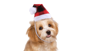 Cappello di Babbo Natale per Cani e Gatti