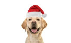 Cappello di Babbo Natale per Cani e Gatti