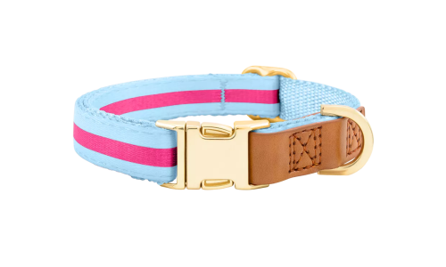 Collare per cane azzurro con fibbia metallica dorata per incisione del nome, lunghezza 27-40 cm, con D-ring per attacco.