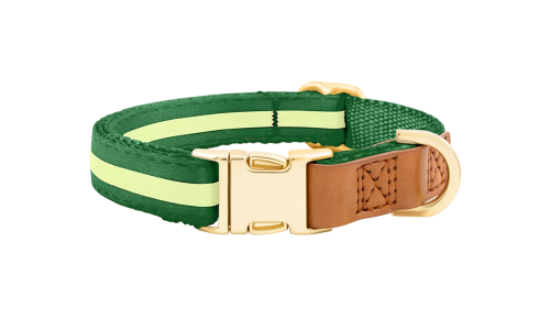 Collare per cane verde con fibbia metallica dorata per incisione del nome, lunghezza 27-40 cm, con D-ring per attacco.