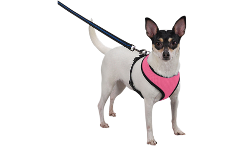Cane con imbracatura in rete rosa, leggera, attaccata al guinzaglio, mostrando comfort e vestibilità.