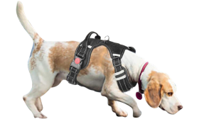 Cane con imbracatura senza tirare, taglia piccola, mostrando una vestibilità sicura e dettagli riflettenti.