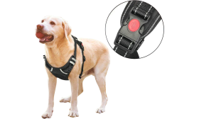 Cane con imbracatura senza tirare, primo piano della fibbia resistente, taglia piccola, per restrizione sicura.